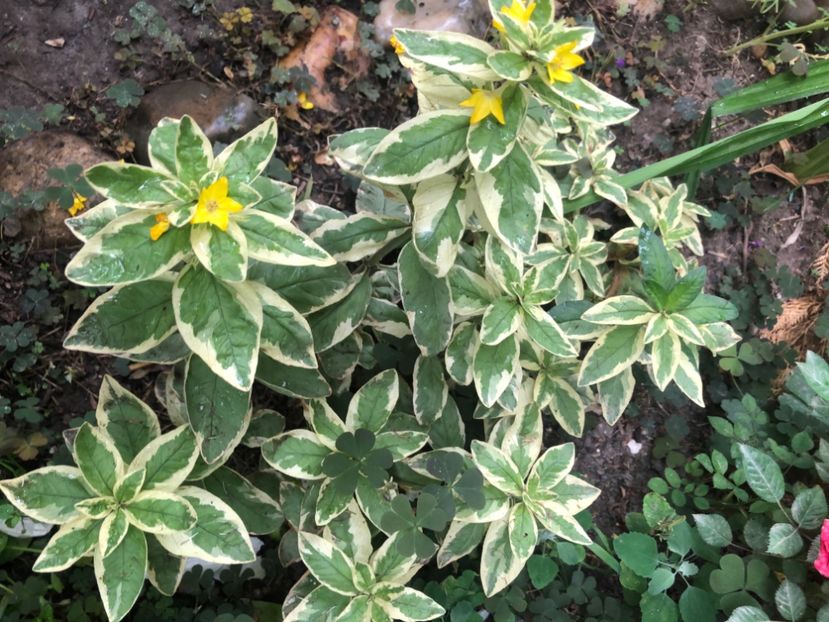 75610D06-6340-465A-B0BA-697A42741B33 - Primavara - vara 2022