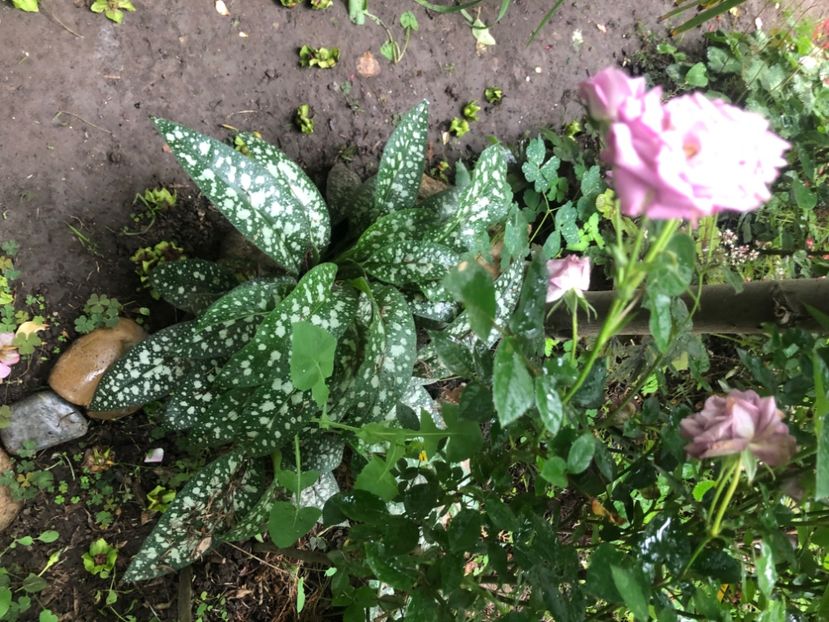 6F9C2817-5D1D-40FB-BB19-6FB2C66C22E8 - Primavara - vara 2022