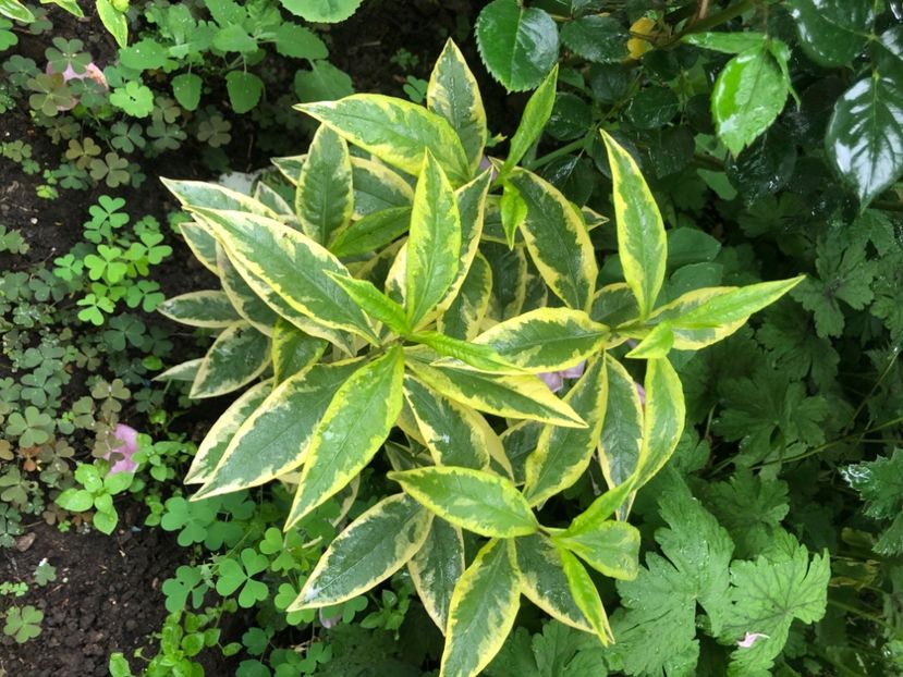 F95204DF-7F85-4A3B-83DA-9C6832CC0508 - Primavara - vara 2022