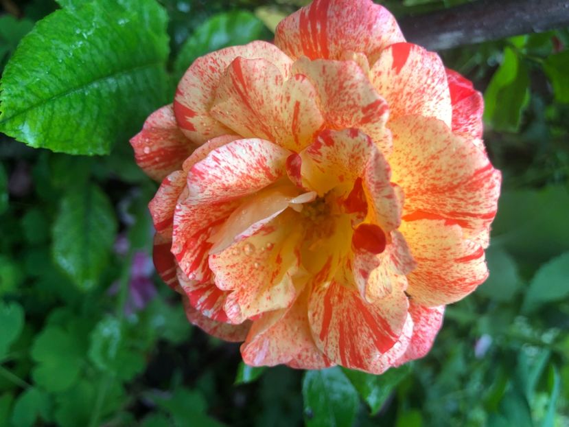 5CB22F4D-7FA4-406E-931D-2975DB567A10 - Primavara - vara 2022