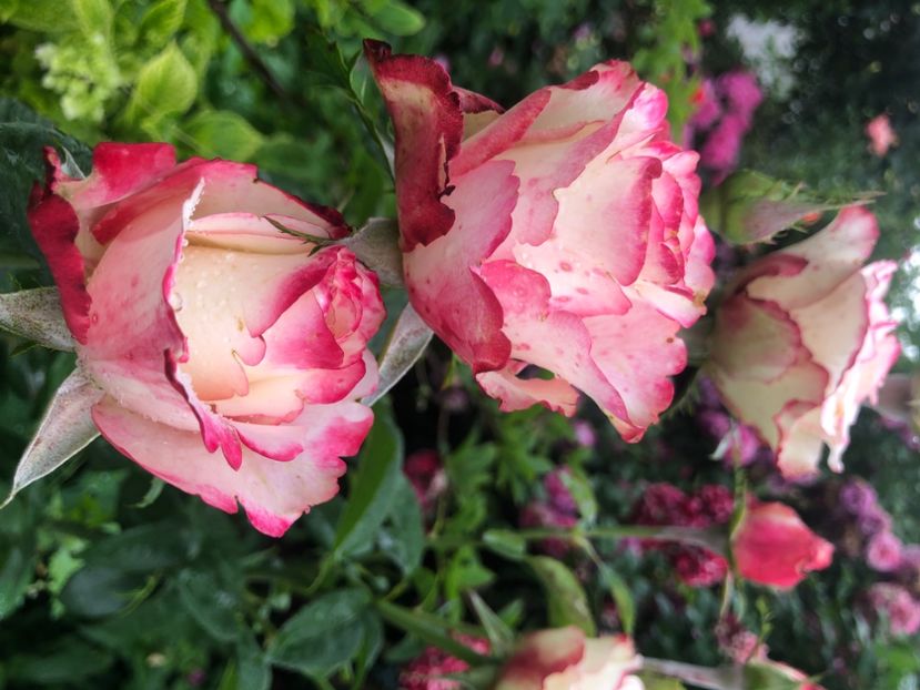 97A8F3EB-F439-47D7-AAE5-568DDCB014DA - Primavara - vara 2022