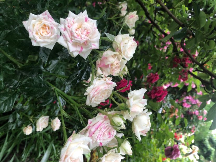 34A8A62F-E320-4B24-B2EC-650CA1C84BF0 - Primavara - vara 2022