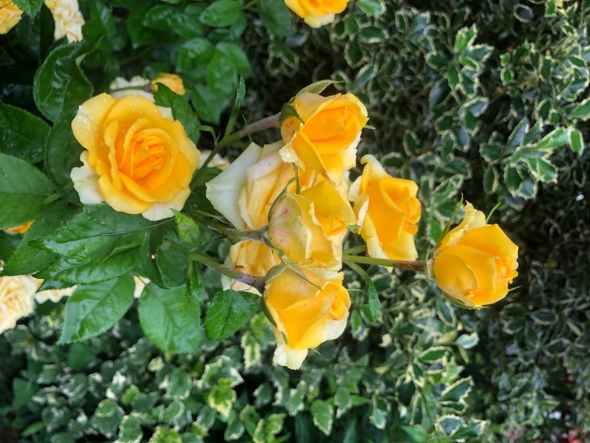 33E47F91-F796-40C1-97E5-F848197155E7 - Primavara - vara 2022