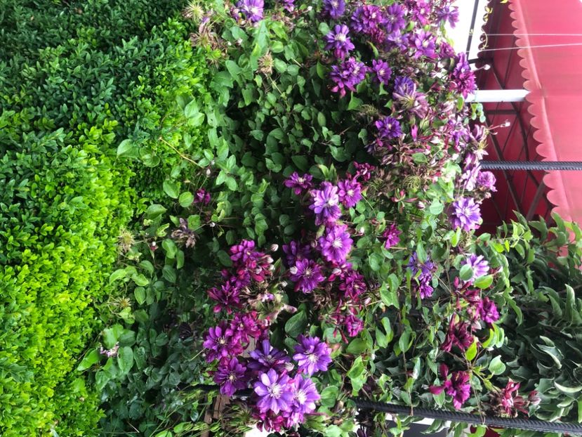 FD604FEB-285E-4C10-B90B-E6D0685D9AA9 - Primavara - vara 2022