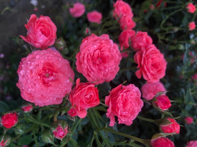 63BD5402-7CC5-48B9-9E03-7BA25D40D6B3 - Primavara - vara 2022