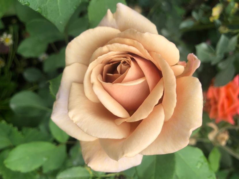 0DC65EE9-4A83-419F-A74C-D8D38F4CA6CA - Primavara - vara 2022