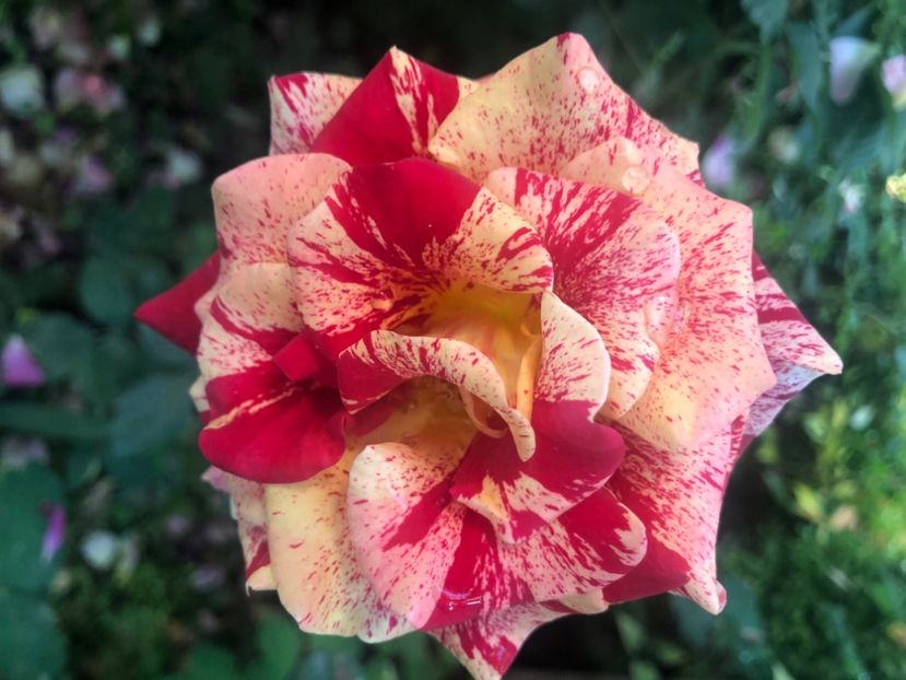 FFEF7E95-7E85-4860-96DB-8C811EF7BB28 - Primavara - vara 2022