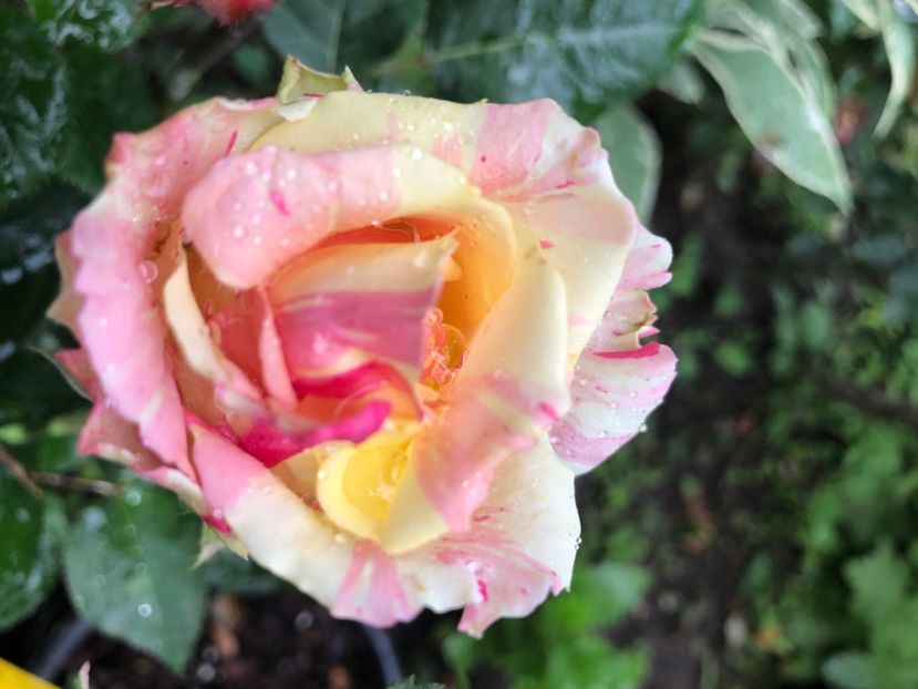 8ACE0C6B-6FFB-43E8-A400-B3988FCE60DB - Primavara - vara 2022