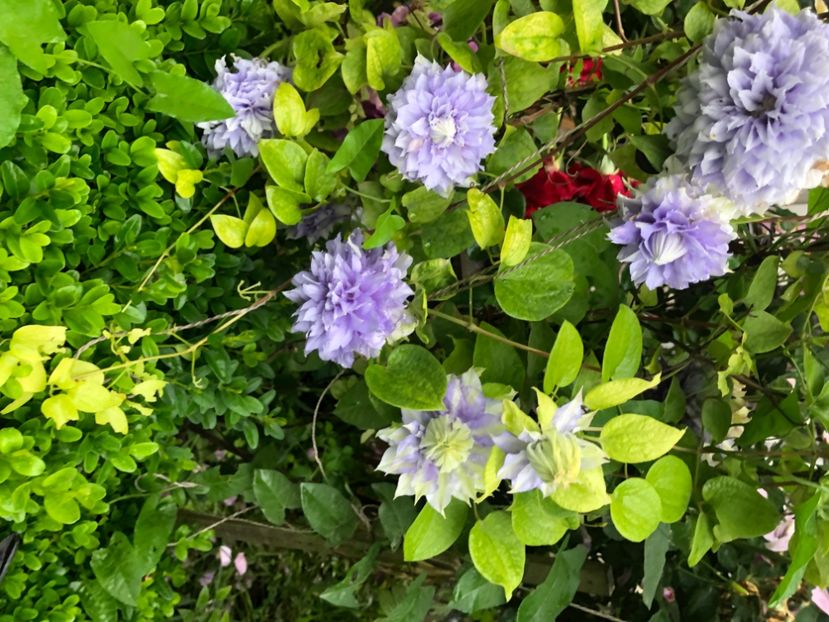 4ECED83F-F93A-4026-979B-41E4AE8CEC51 - Primavara - vara 2022