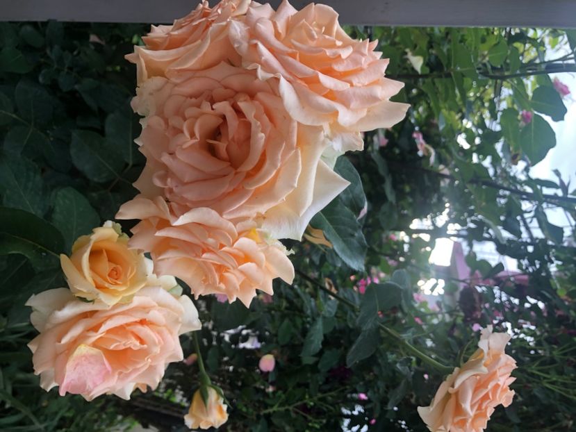 8012D07F-0EBE-4B41-8C95-B55D1BE84A8A - Primavara - vara 2022