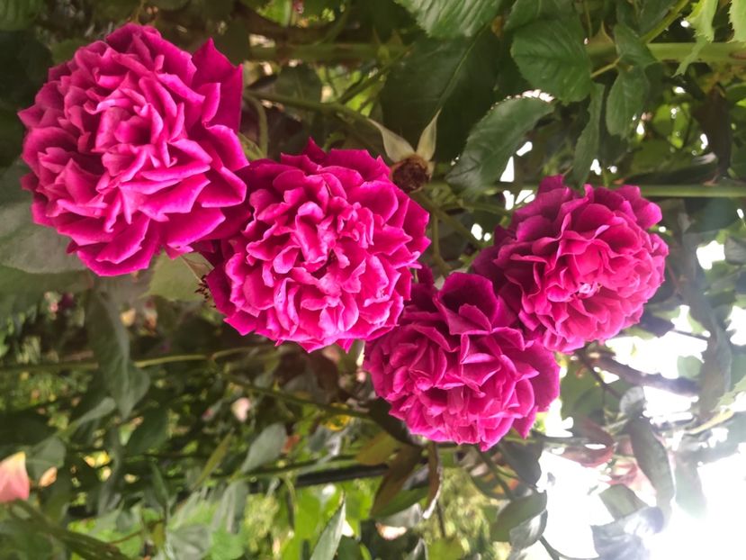 1F4635DC-3B52-4CB6-BD39-372A3F5F96DD - Primavara - vara 2022