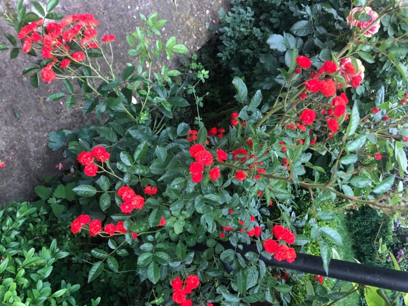 00B0DC1B-546F-40EE-937E-F181FA10A384 - Primavara - vara 2022