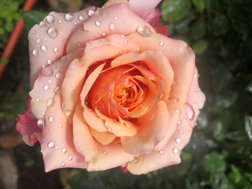 651A1409-6242-4A4F-BD1F-202C90959A09 - Primavara - vara 2022