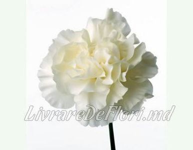 89520604_JBXVNCN-1 - sentimente and situatii and stari and trairi diverse