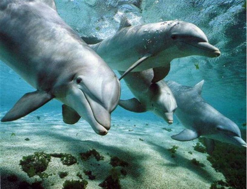 92582533_ZBRGESD-1 - sentimente and situatii and stari and trairi diverse