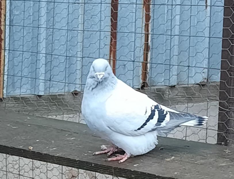  - Voliera