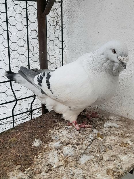 M 2020 - VOIAJOR ROMANESC DE FRUMUSETE MASCULI