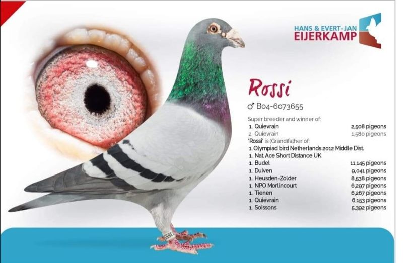  - VANATA VOCHIN 2020