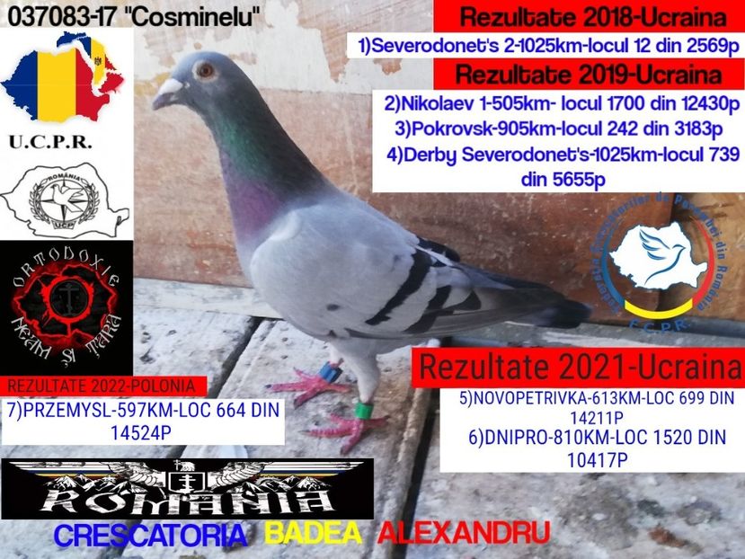 COSMINELU-037083-17 - 2022-REZULTATE FOND-COLUMBA