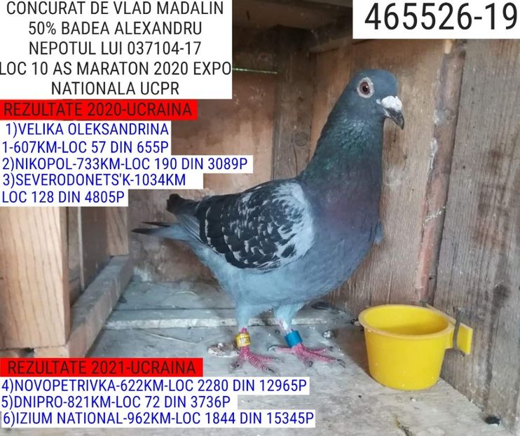 NEPOT BRASOVEANU GEAMGIU - 2022-REZULTATE FOND-COLUMBA