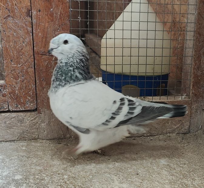 14 - Pui voiajor standard 2022