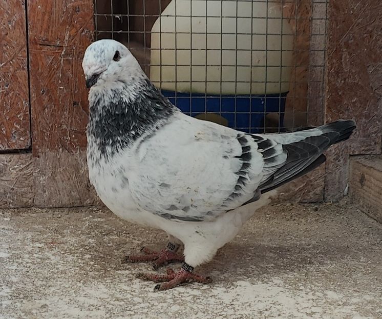 18 - Pui voiajor standard 2022