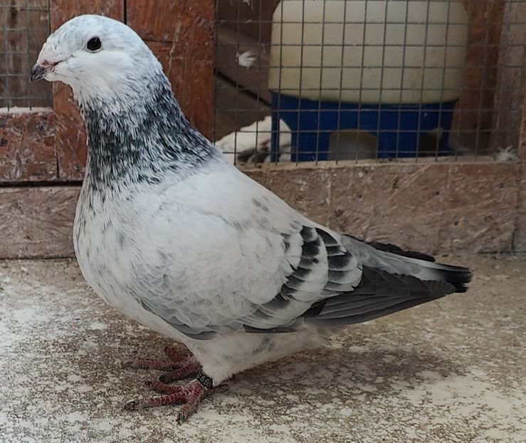 20 - Pui voiajor standard 2022