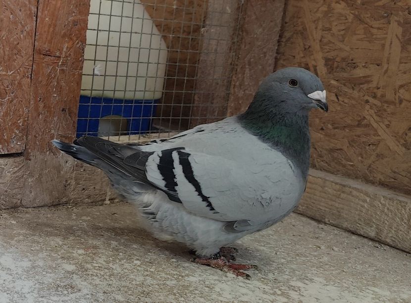 22 - Pui voiajor standard 2022