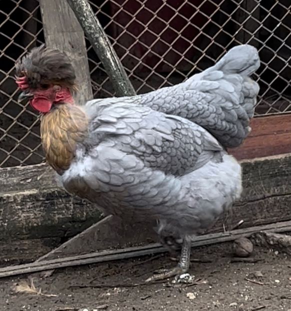 BD170A81-1716-4F50-A8A3-BD544665B4CE - 2023 - Cocosi si gaini- Familia 2 - Albastre si bobate