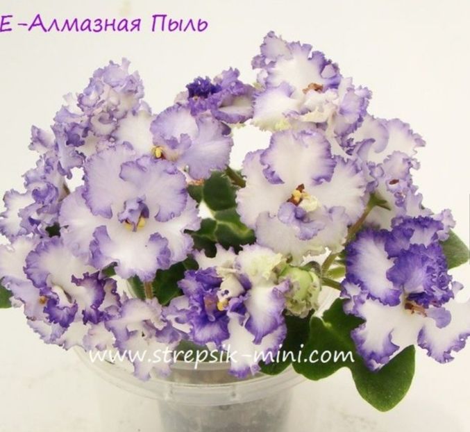 Poza net - LE Almaznaya Pil