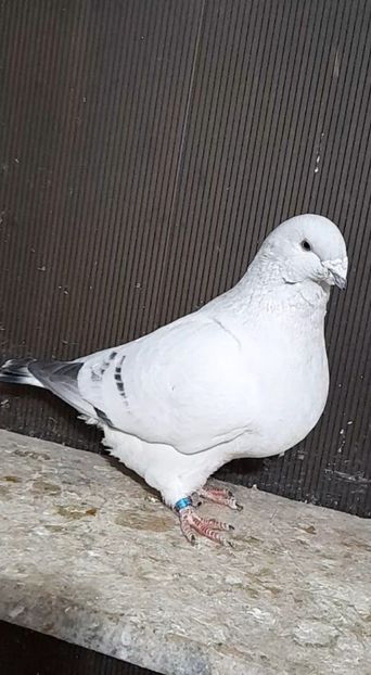 Athos 2021 - VOIAJOR ROMANESC DE FRUMUSETE MASCULI