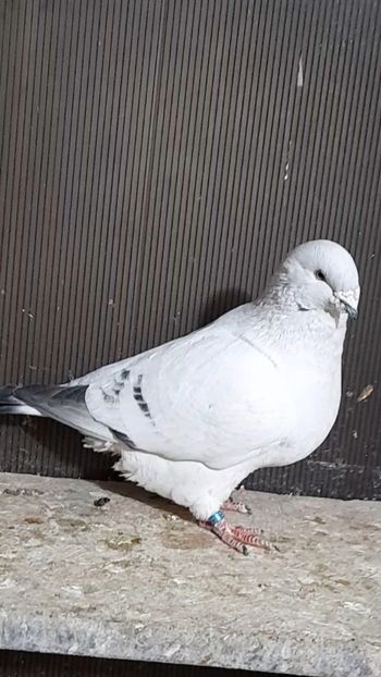 Athos 2021 - VOIAJOR ROMANESC DE FRUMUSETE MASCULI