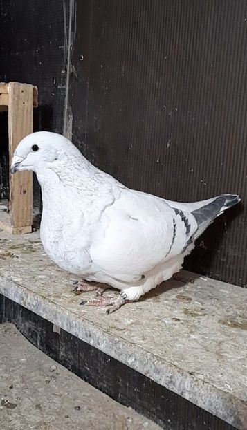 Sașha 2022 - VOIAJOR ROMANESC DE FRUMUSETE FEMELE