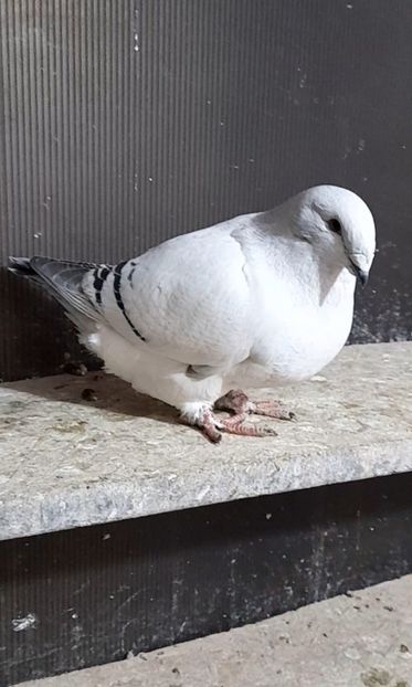 Rona 2022 - VOIAJOR ROMANESC DE FRUMUSETE FEMELE