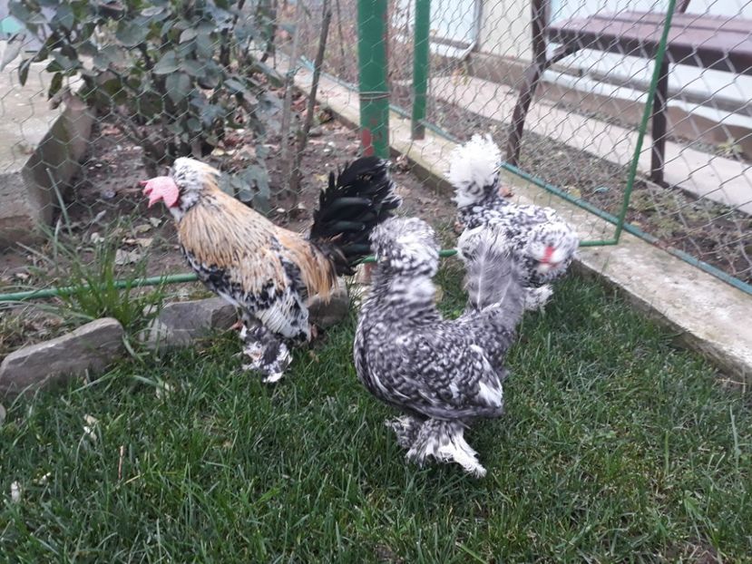 20221127_154956[1] - Gainusi pitici Struma Bantam