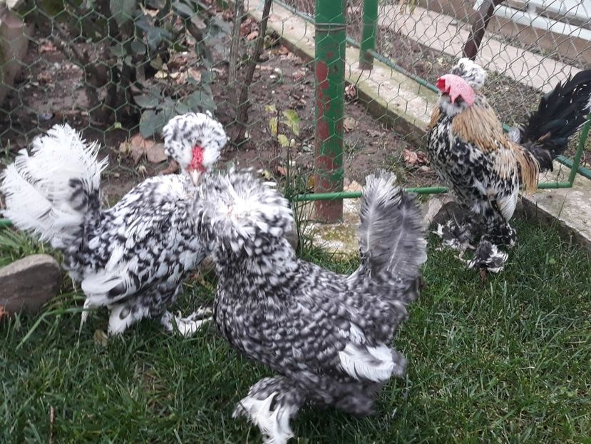 20221127_173832[1] - Gainusi pitici Struma Bantam