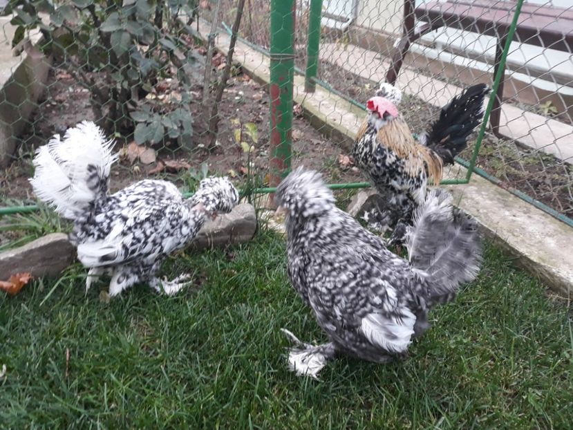 20221127_155212[1] - Gainusi pitici Struma Bantam