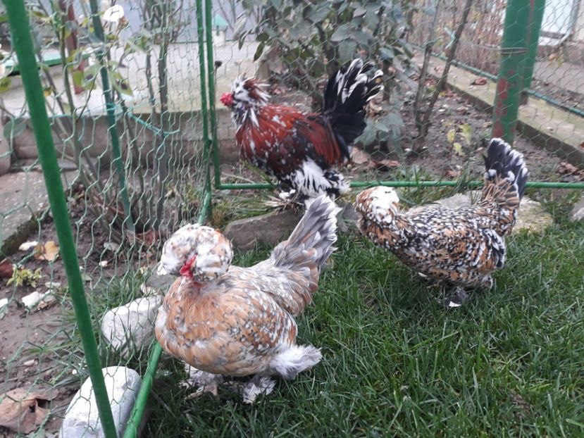20221128_093254[1] - Gainusi pitici Struma Bantam