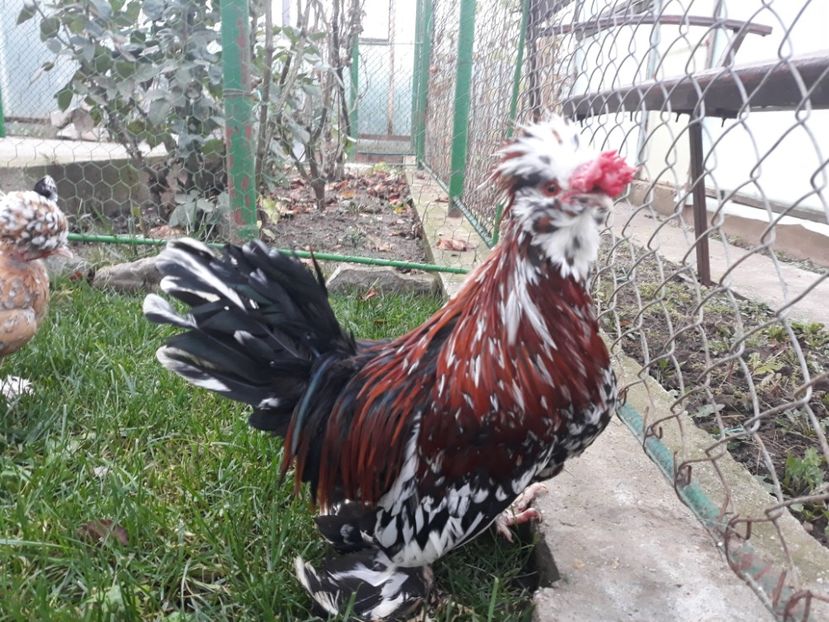 20221128_093314[1] - Gainusi pitici Struma Bantam