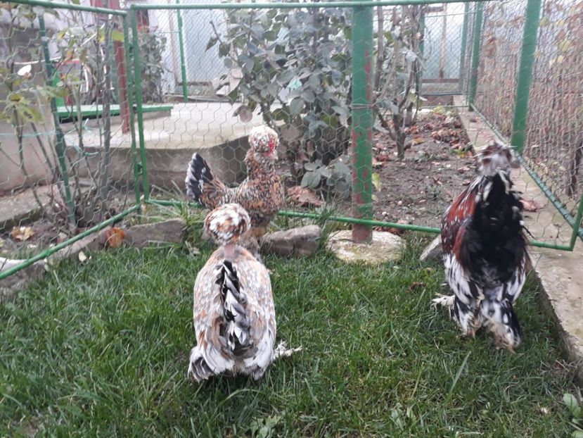20221128_093318[1] - Gainusi pitici Struma Bantam
