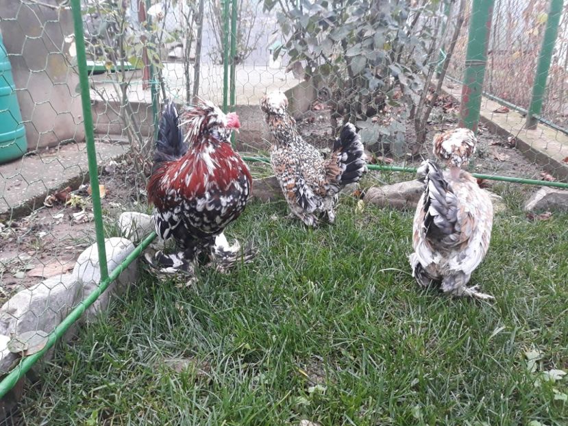 20221128_093414[1] - Gainusi pitici Struma Bantam