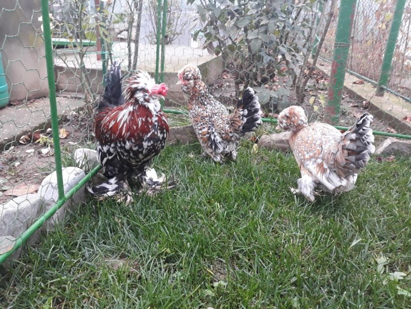 20221128_093418[1] - Gainusi pitici Struma Bantam