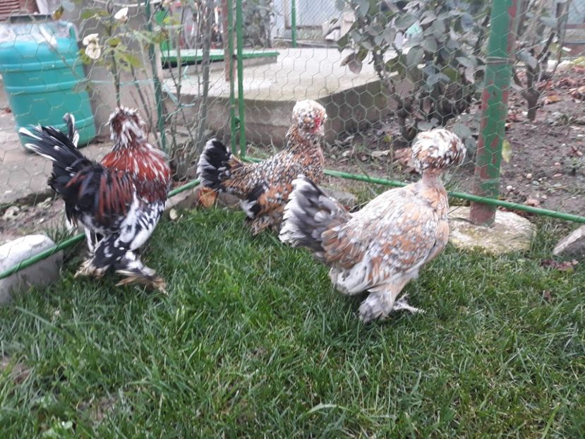 20221128_093423[1] - Gainusi pitici Struma Bantam