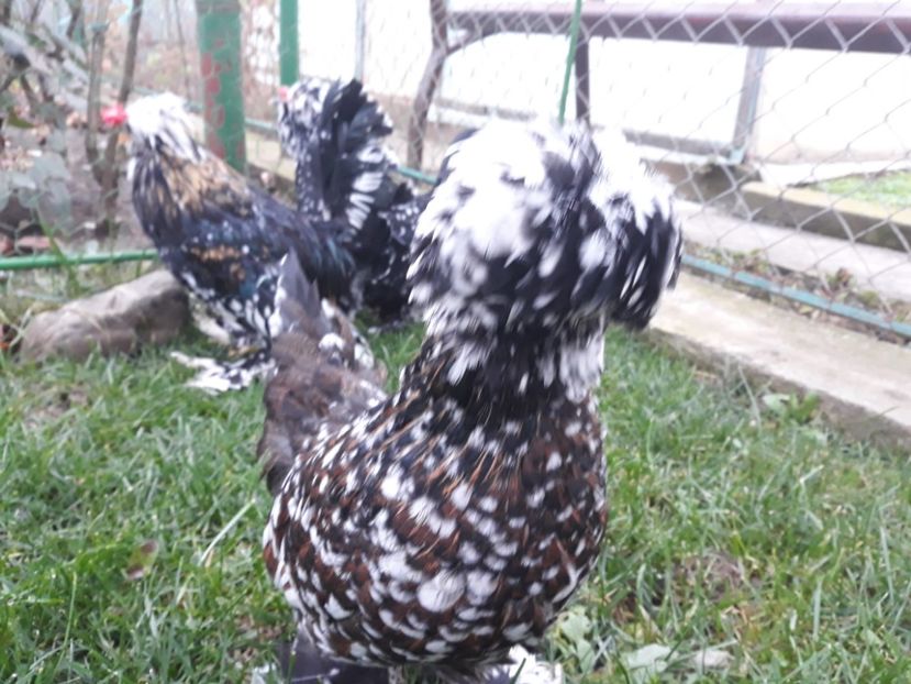 20221128_093930[1] - Gainusi pitici Struma Bantam