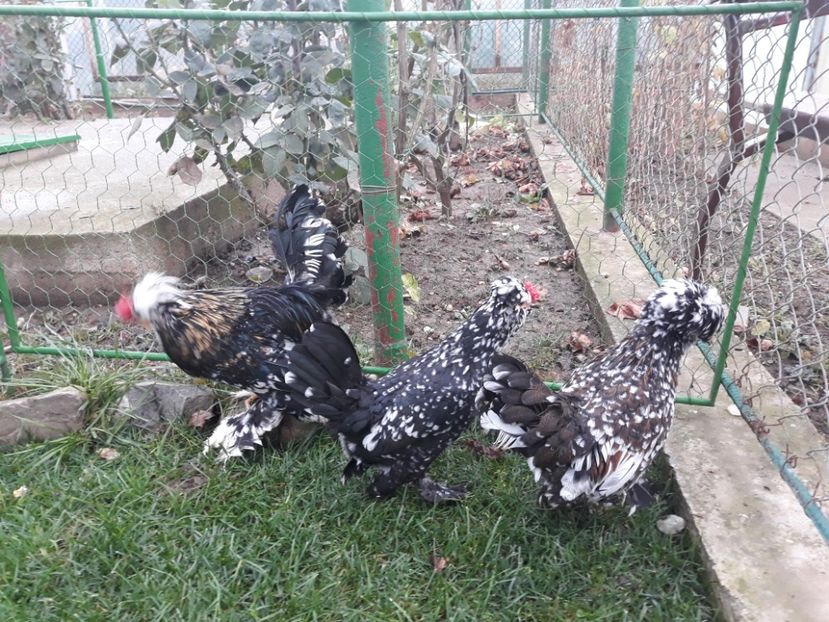 20221128_094320[1] - Gainusi pitici Struma Bantam