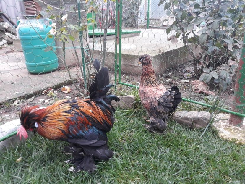 20221128_094650[1] - Gainusi pitici Struma Bantam