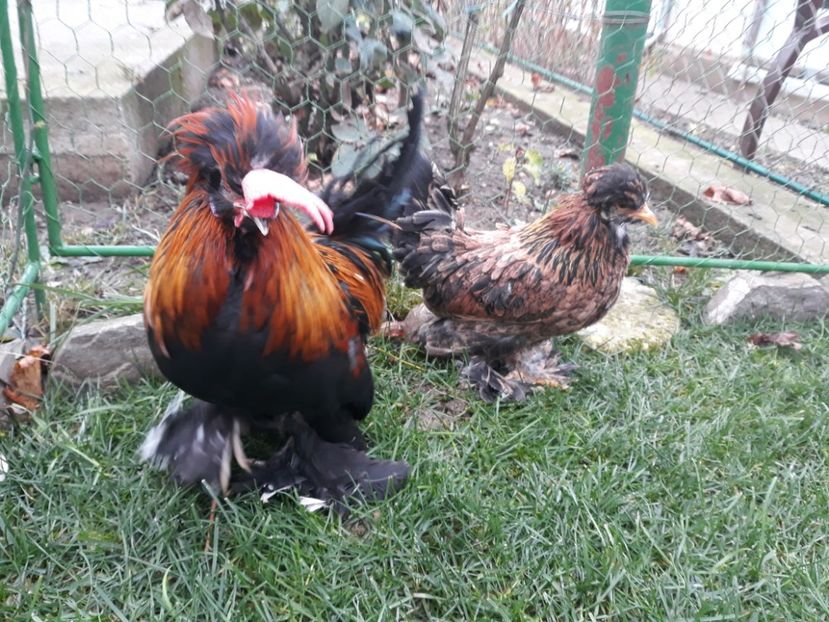 20221128_094717[1] - Gainusi pitici Struma Bantam