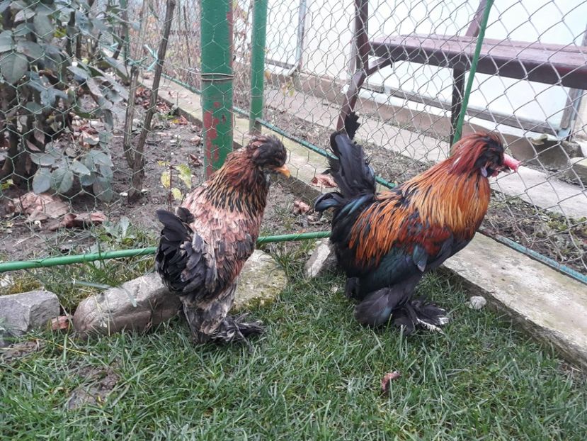20221128_094729[1] - Gainusi pitici Struma Bantam