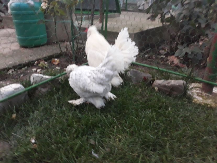 20221128_164628[1] - Gainusi pitici Struma Bantam