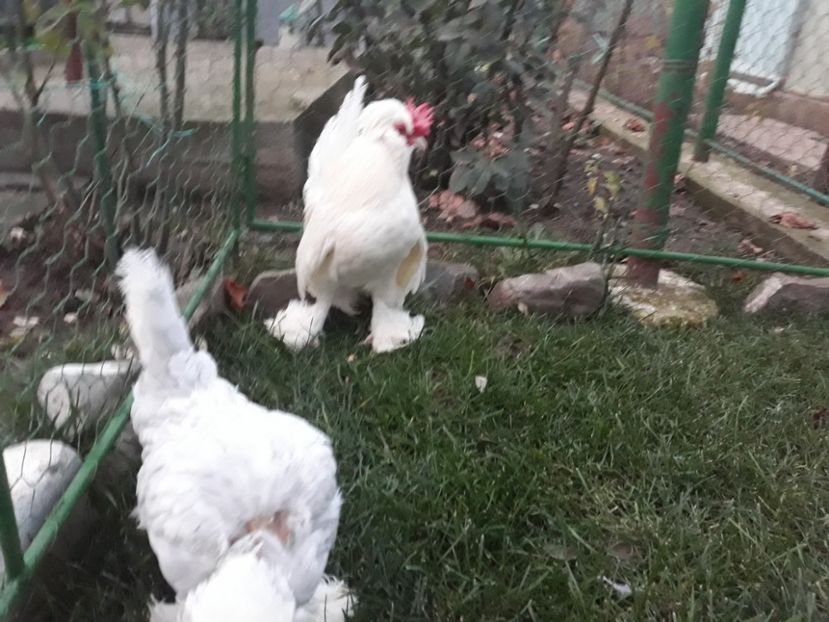20221128_164637[1] - Gainusi pitici Struma Bantam